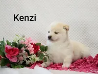 Kenzi, a female Shiba Inu for sale in Loyal, WI – 4 of 6