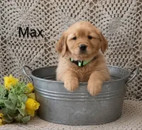 AKC Max, a male Golden Retriever for sale in Loyal, WI – 2 of 4