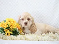Max, a male Cocker Spaniel for sale in Loyal, WI – 5 of 5