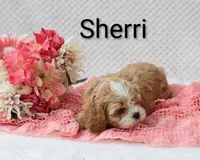 Sherri, a female Cockapoo for sale in Loyal, WI – 5 of 6