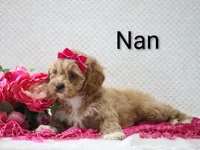Nan, a female Cockapoo for sale in Loyal, WI – 4 of 5