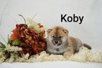 Koby, a male Shiba Inu for sale in Loyal, WI – 2 of 6