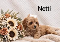 Netti, a female Cockapoo for sale in Loyal, WI – 5 of 5