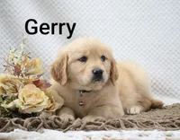 Gerry, a male Golden Retriever for sale in Loyal, WI – 5 of 10