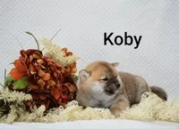 Koby, a male Shiba Inu for sale in Loyal, WI – 3 of 6