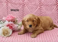 AKC Mazie, a female Golden Retriever for sale in Loyal, WI – 2 of 4