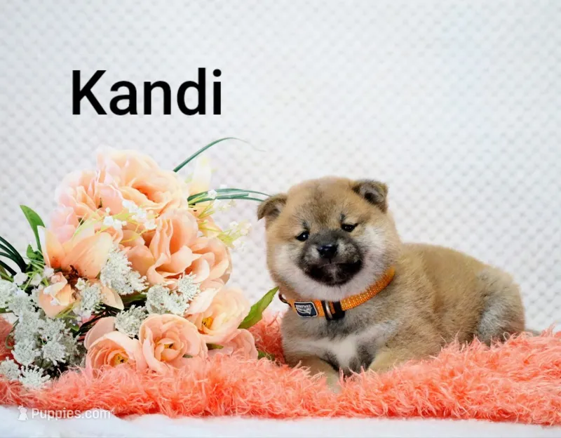 Kandi – Shiba Inu puppy for sale in Loyal, WI