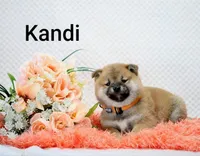 Kandi, a female Shiba Inu for sale in Loyal, WI – 1 of 6