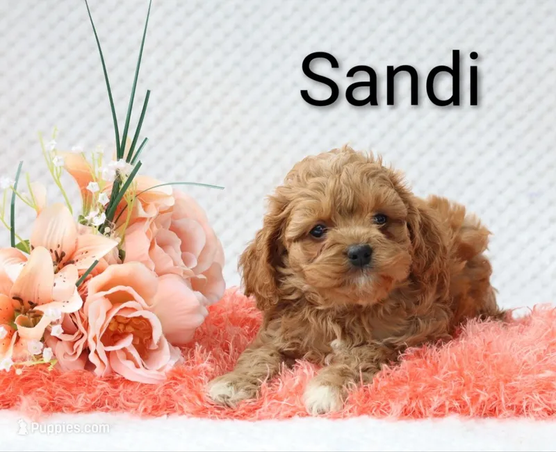 Sandi – Cockapoo puppy for sale in Loyal, WI