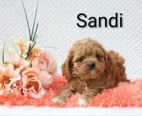 Sandi, a female Cockapoo for sale in Loyal, WI – 1 of 5