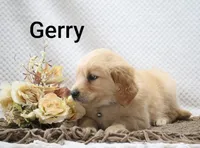 Gerry, a male Golden Retriever for sale in Loyal, WI – 4 of 10