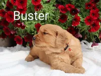  AKC Buster , a male Golden Retriever for sale in Loyal, WI – 2 of 9