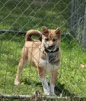 Remi, a male Shiba Inu for sale in Loyal, WI – 6 of 8