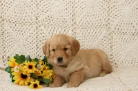 AKC  Moka, a male Golden Retriever for sale in Loyal, WI – 5 of 5
