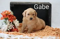 Gabe , a male Golden Retriever for sale in Loyal, WI – 3 of 4