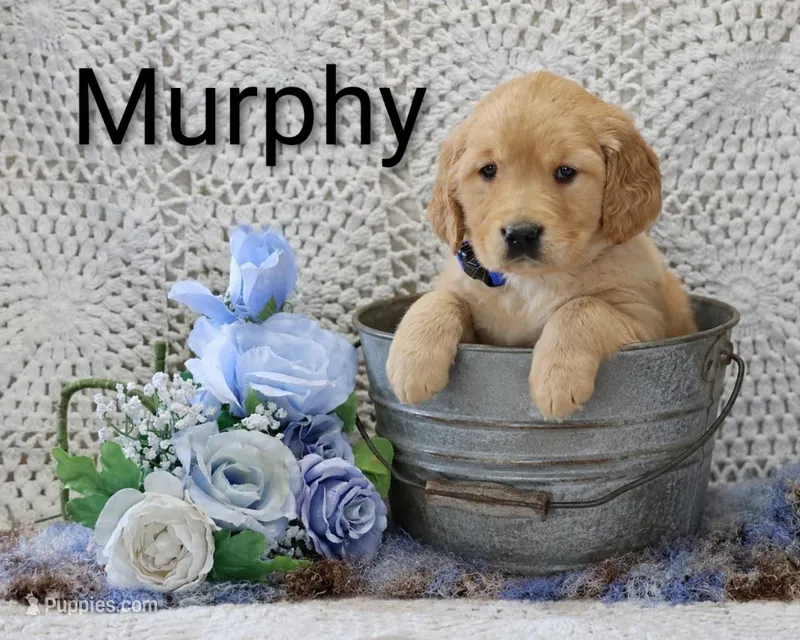 AKC Murphy – Golden Retriever puppy for sale in Loyal, WI