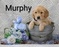 AKC Murphy, a male Golden Retriever for sale in Loyal, WI – 1 of 4