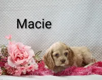 Macie, a female Cocker Spaniel for sale in Loyal, WI – 2 of 6