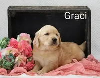 Graci , a female Golden Retriever for sale in Loyal, WI – 3 of 5