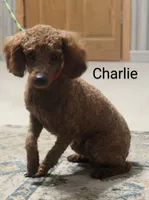 Nina, a female Cockapoo for sale in Loyal, WI – 6 of 7