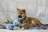 Remi, a male Shiba Inu for sale in Loyal, WI – 3 of 8