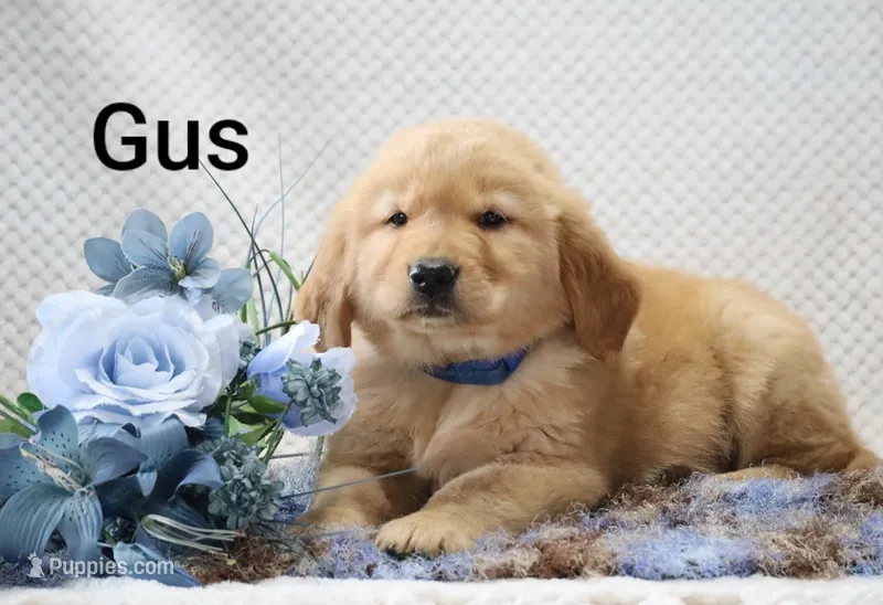 Gus – Golden Retriever puppy for sale in Loyal, WI