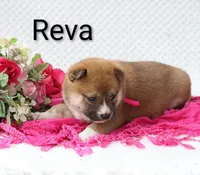 Reva, a female Shiba Inu for sale in Loyal, WI – 5 of 5