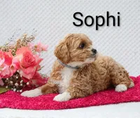 Sophi, a female Cockapoo for sale in Loyal, WI – 3 of 4