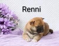 Renni, a female Shiba Inu for sale in Loyal, WI – 5 of 5