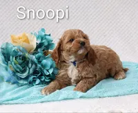 Snoopi, a male Cockapoo for sale in Loyal, WI – 3 of 4