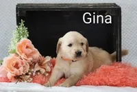 Gina, a female Golden Retriever for sale in Loyal, WI – 1 of 5