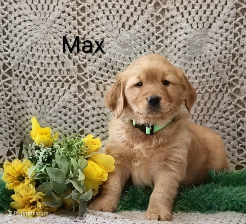AKC Max – Golden Retriever puppy for sale in Loyal, WI
