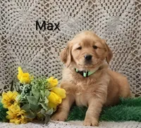 AKC Max, a male Golden Retriever for sale in Loyal, WI – 1 of 4