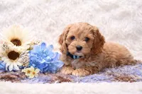 Nikki, a male Cockapoo for sale in Loyal, WI – Photo 4 of 4