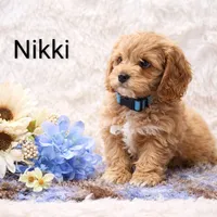 Nikki, a male Cockapoo for sale in Loyal, WI – Photo 2 of 4