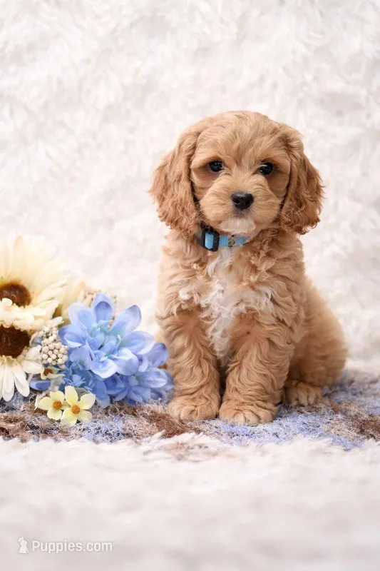 Nikki – Cockapoo puppy for sale in Loyal, WI