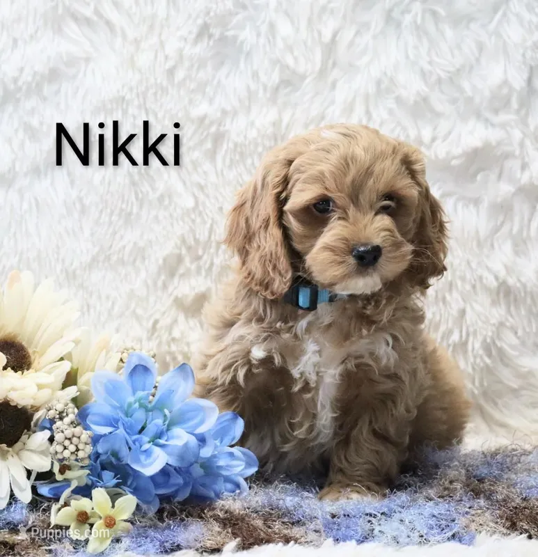 Nikki – Cockapoo puppy for sale in Loyal, WI