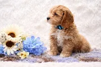 Nikki, a male Cockapoo for sale in Loyal, WI – Photo 3 of 4