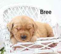 Bree, a female Golden Retriever for sale in Loyal, WI – 2 of 3