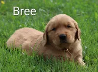  AKC Bree, a female Golden Retriever for sale in Loyal, WI – 6 of 9