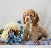 Marcell, a male Cocker Spaniel for sale in Loyal, WI – 2 of 7