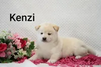 Kenzi, a female Shiba Inu for sale in Loyal, WI – 2 of 6