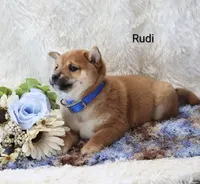 Rudi, a male Shiba Inu for sale in Loyal, WI – Photo 2 of 5