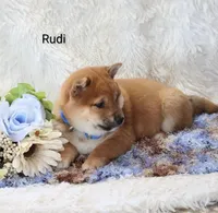 Rudi, a male Shiba Inu for sale in Loyal, WI – Photo 1 of 5