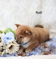 Rudi, a male Shiba Inu for sale in Loyal, WI – Photo 3 of 5
