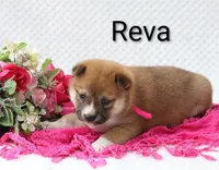 Reva, a female Shiba Inu for sale in Loyal, WI – 3 of 5