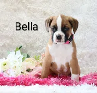 Bella, a female Boxer for sale in Loyal, WI – Photo 1 of 5