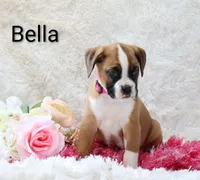 Bella, a female Boxer for sale in Loyal, WI – Photo 2 of 5