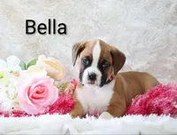 Bella, a female Boxer for sale in Loyal, WI – Photo 5 of 5