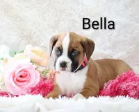 Bella, a female Boxer for sale in Loyal, WI – Photo 4 of 5